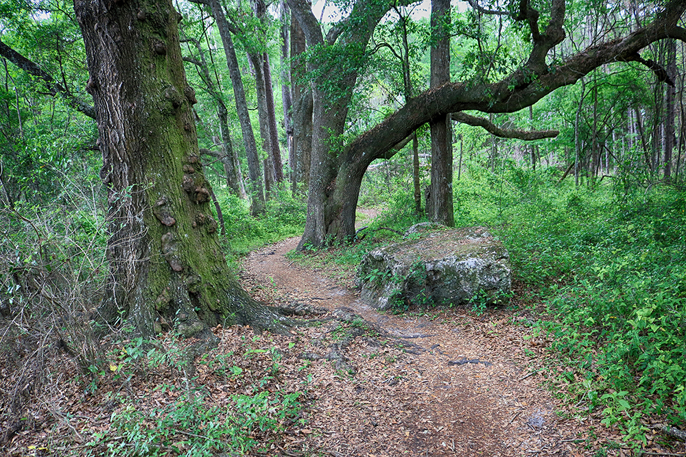 winding singleback trail at san felasco