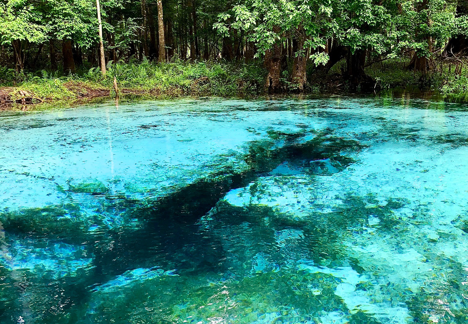 clear water at blue springs state park 