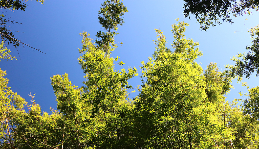 bamboo at kanapaha botanical gardens