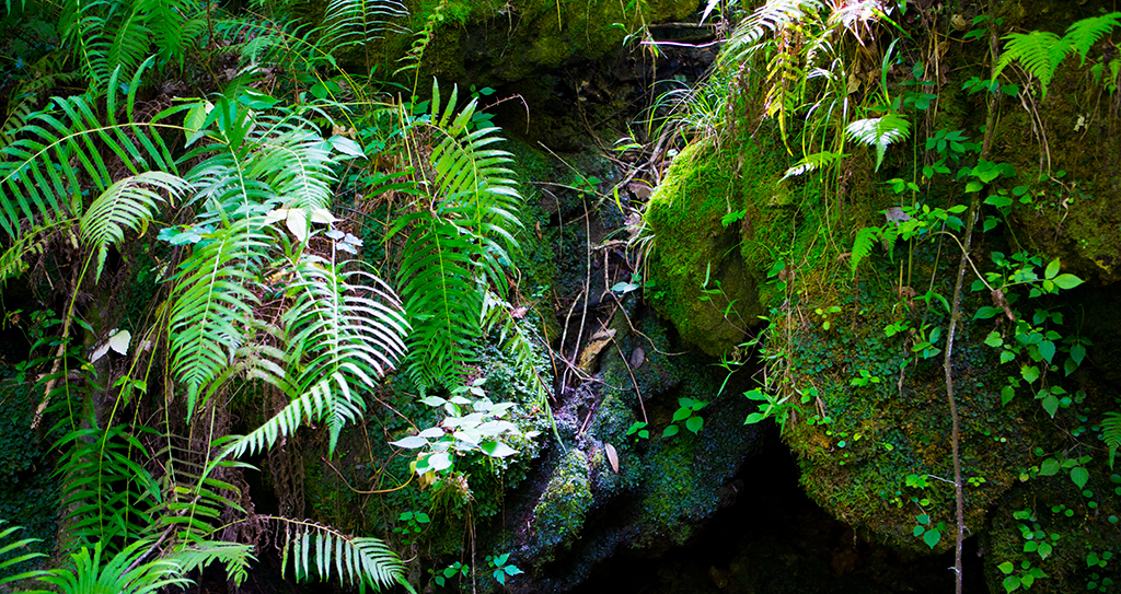 ferns at devils millhopper