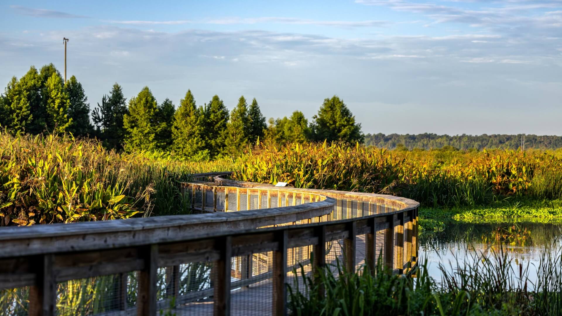 boardwalk at sweetwater wetlands park