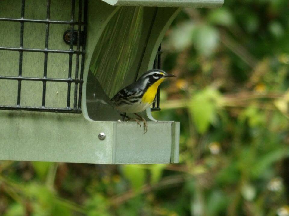 bird on a bird feeder