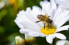 bee visiting a flower