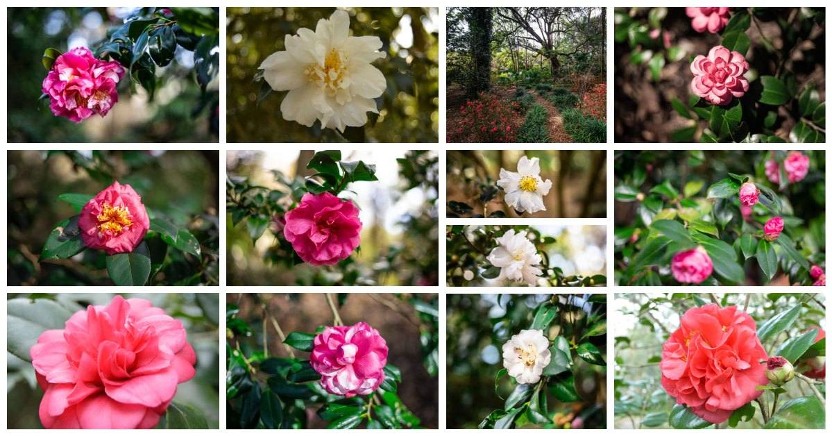 variety of camellia blooms