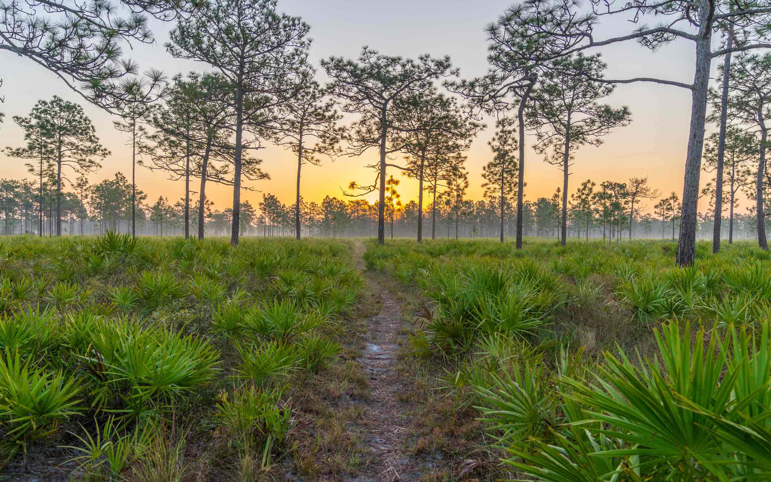 Routes to Roots Carbon Offset Project