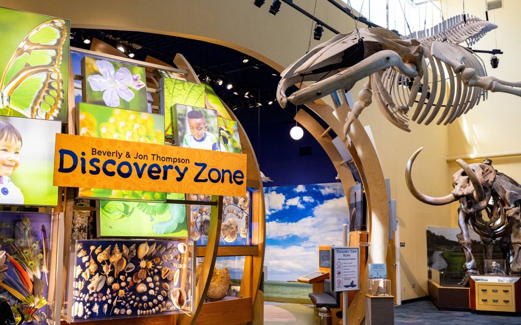 Discover zone, fossils, from the Florida Museum
