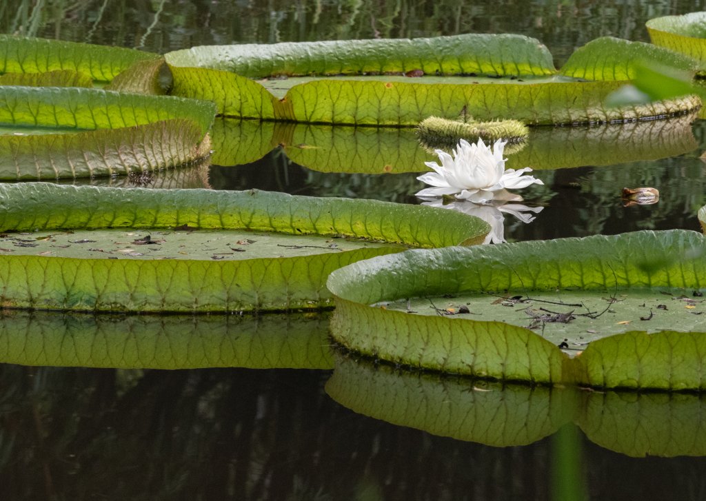 Guided Walks at Kanapaha Botanical Gardens