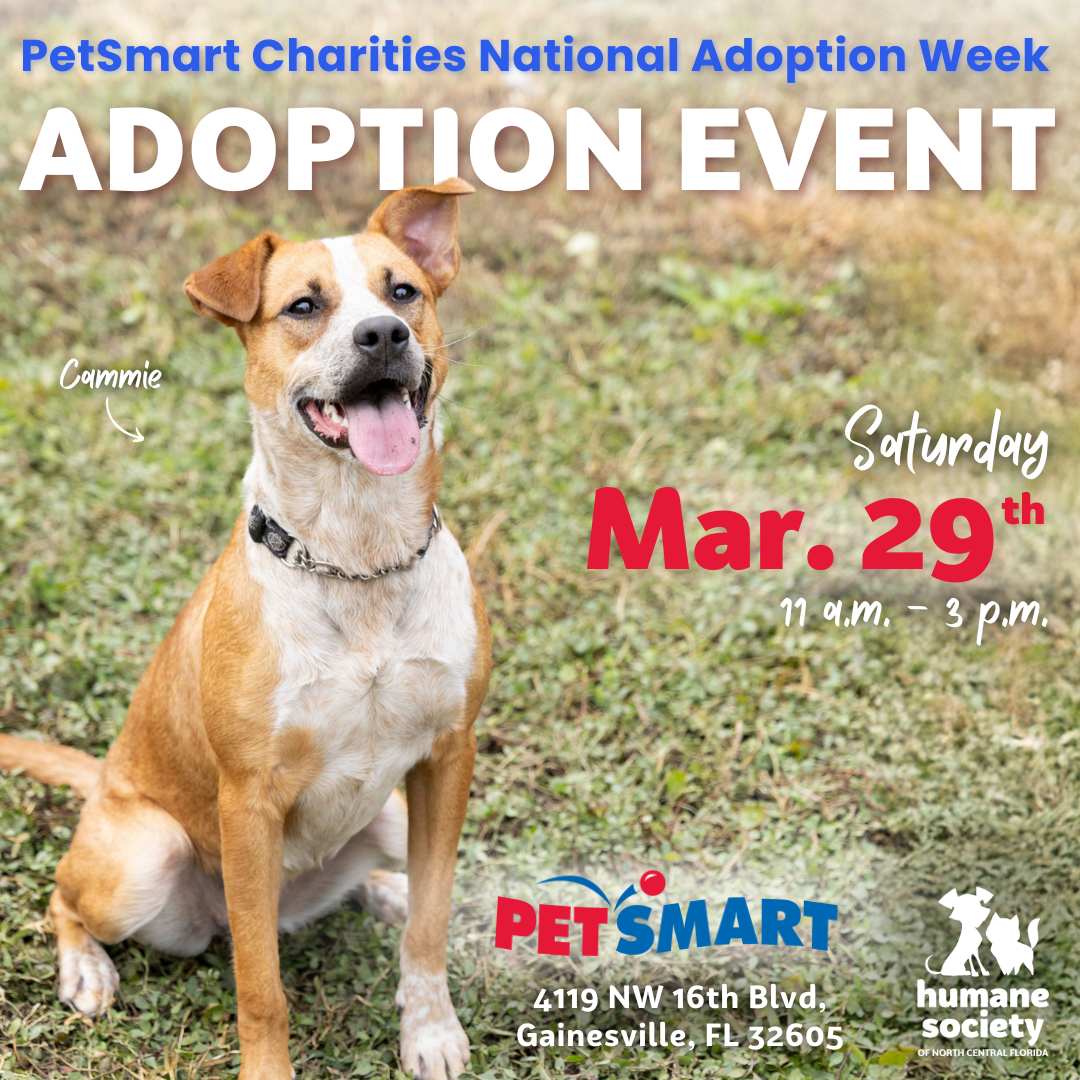 flyer for adoption event