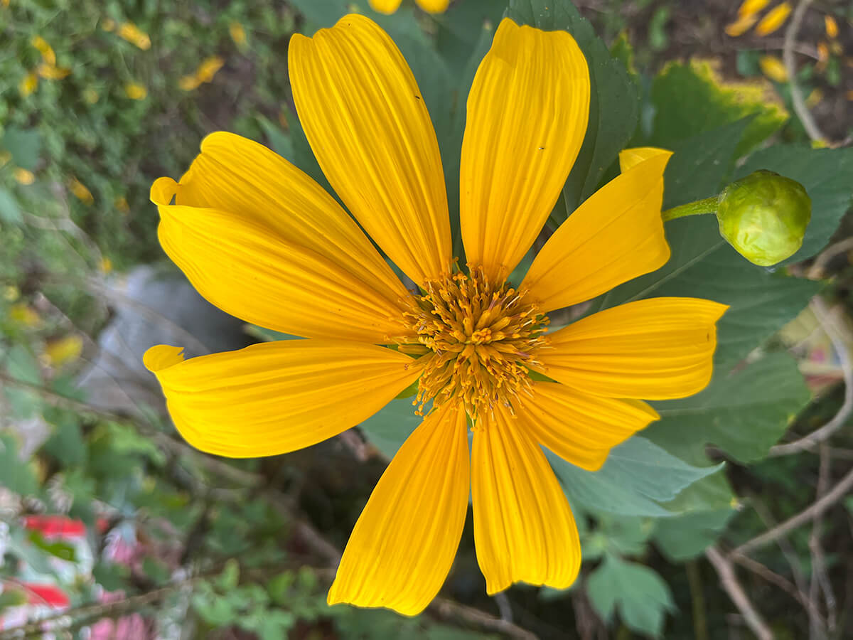 Swamp Sunflower in the Afternoon by Maria Huff Edwards