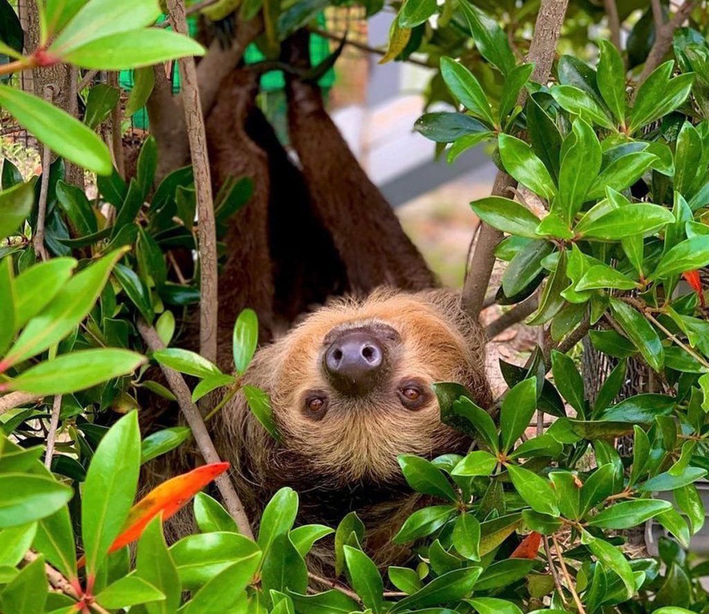 annabel the sloth at carson spring wildlife