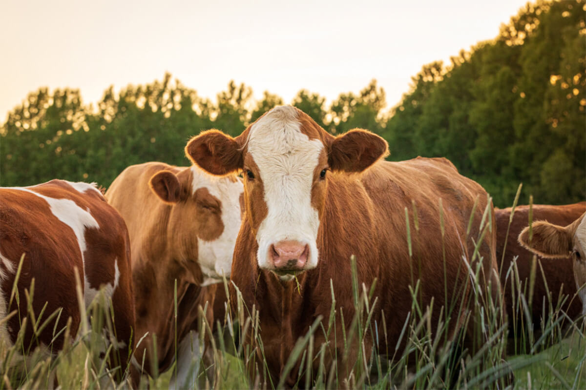 Cows in a pasture