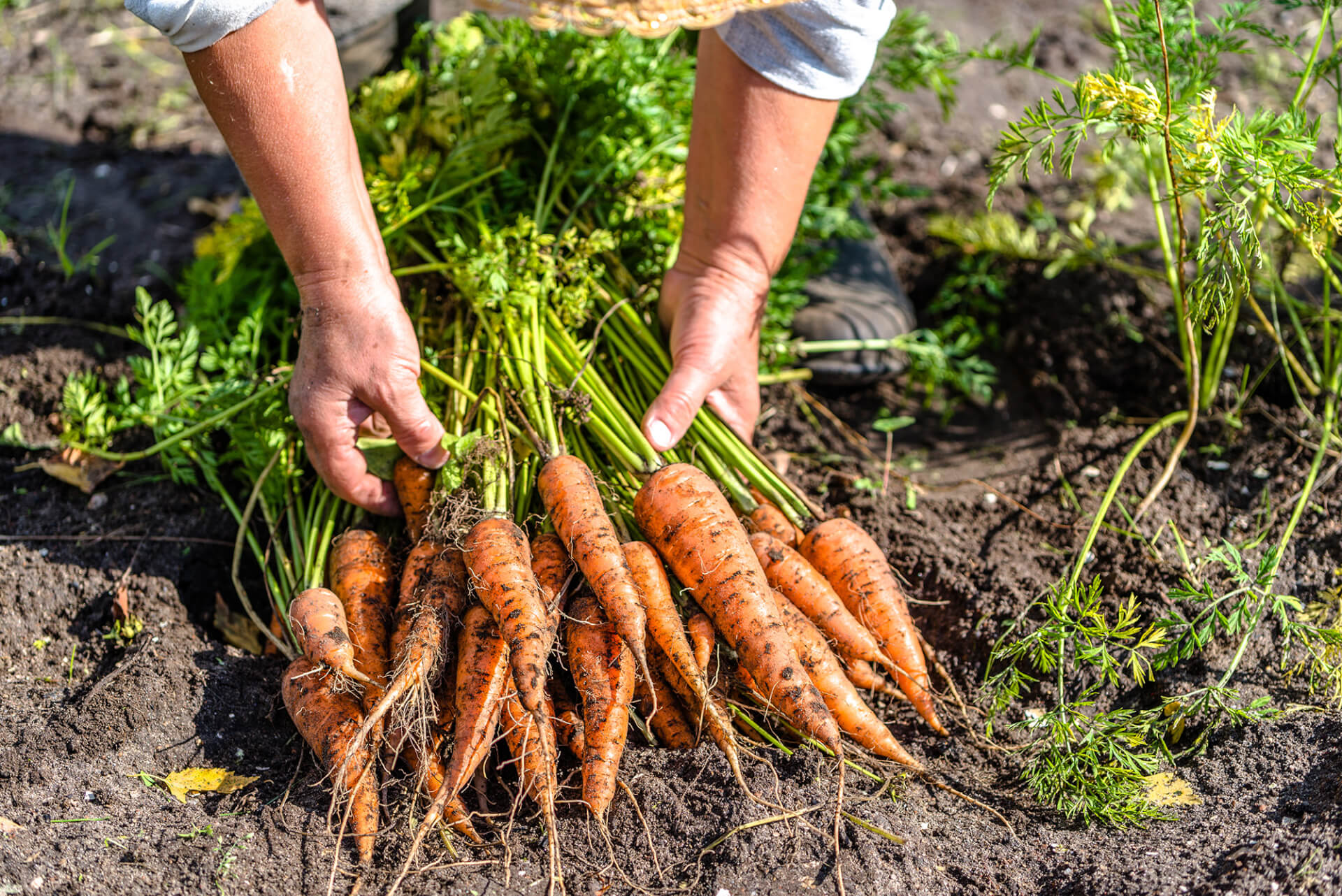 person reaching down to a bundle of carrots freshly harvested from the farm