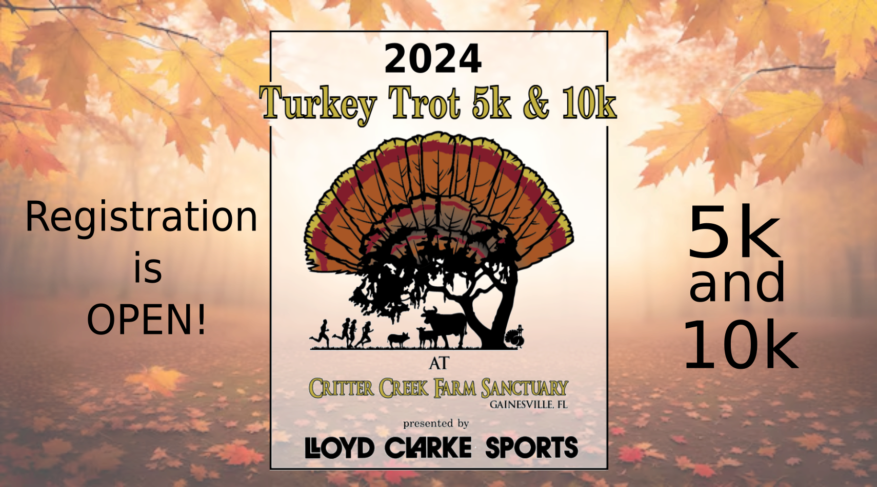 turkey trot 5k and 10k