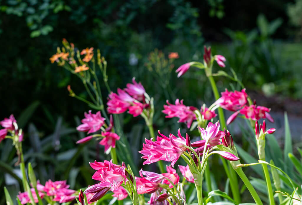 kanapaha botanical gardens blooming spring flowers