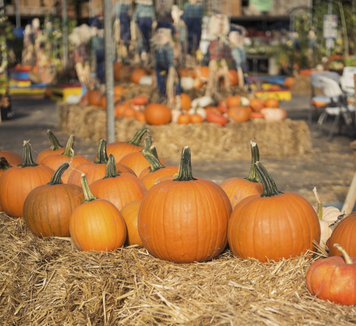 pumpkins in the patch