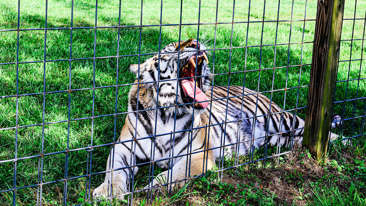 tiger at carson springs